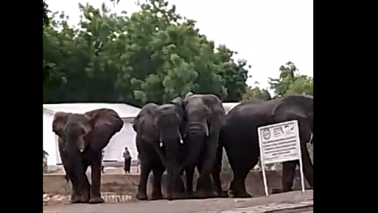 Des éléphants entrent dans la ville de Maroua