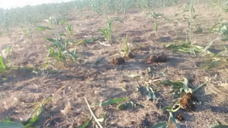 Les éléphants détruisent des plantations de sorgho